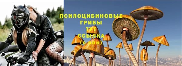 прущие грибы Аркадак